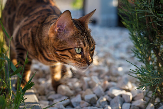 Bengal cat hunts from behind a bush. Domestic kitten is hiding on the street. plays hide and seek