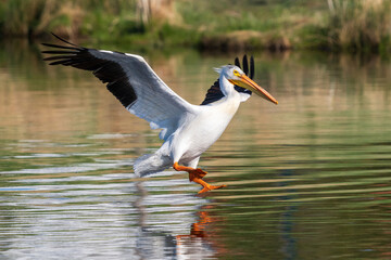 An American White Pelican with outstretched wings and a lowered foot ready to land on the water in a lake in Springtime.