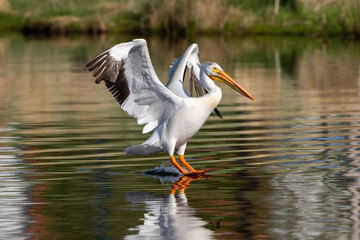 An American White Pelican touching down in a lake, landing on its heels and starting to skid along the water.