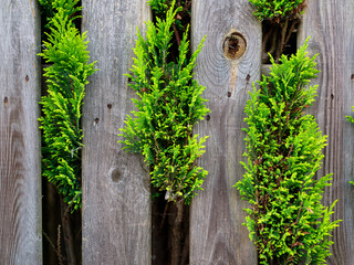 A plant and fence made of wood. Plants for the background. Home garden design. Photo for the design as a background. Picture in large resolution..
