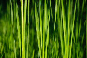 Spring fresh grass and sunshine. Plants for the background. Photo for design as background. Picture in large resolution..