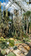 Fototapeta premium cactus garden