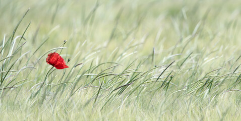 Poppy on a Meadow