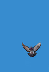 Flying Pigeon