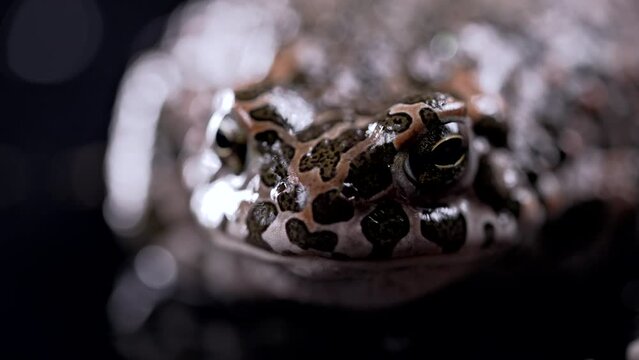 Amazing tropical frog or toad close-up. Natterjack breathing and looking at camera. Wild jungle amphibious blinks eyes, stirs nostrils, macro. 
