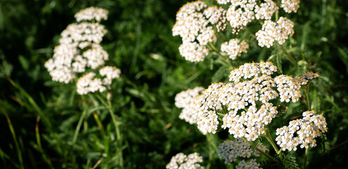 flores de milenrama o achillea millefolium, flor de la pluma, con fondo de ramas verdes desenfocado   © Alejandra G.R 