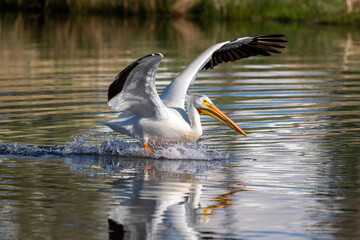 An American White Pelican lunges forward as it tries to break its momentum while skidding across the water after landing.