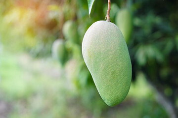 Selective focus on green mango fruit in garden. Seasonal and agriculture crops in Thailand.    