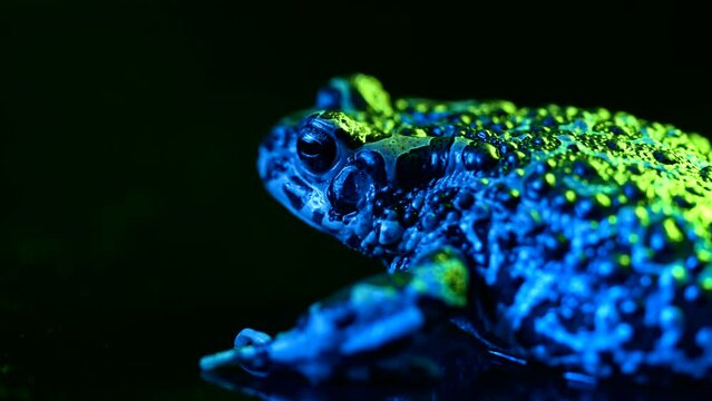 Blue ground toad close-up, night shot under led color light. Natterjack breathing and looking at camera. Amazing frog blinks eyes, stirs nostrils, macro footage. Dark background.