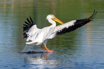 A Closeup backside view of an American White Pelican with flowing wing feathers landing on a green and blue water lake.