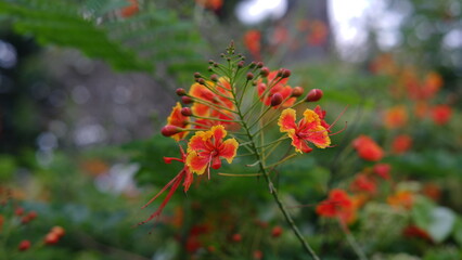 Caesalpinia pulcherrima known as poinciana, peacock flower, red bird of paradise, Mexican bird of paradise, dwarf poinciana, pride of Barbados, flos pavonis, and flamboyant-de-jardin.