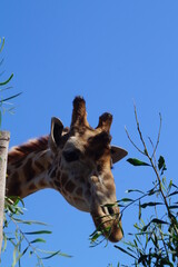giraffe in zoo