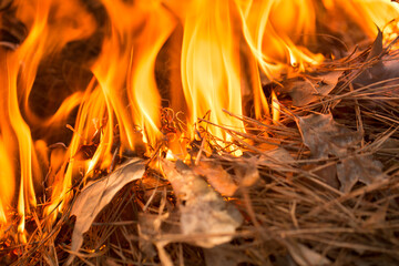 Wildfire Burning Flames