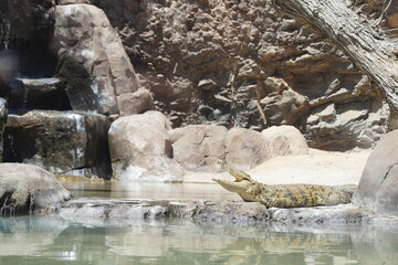 crocodile near water