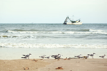Shrimp Boat Trolling off the Coast in the Gulf of Mexico