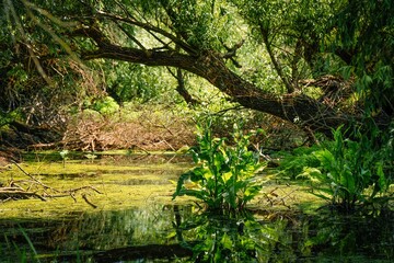 Danube delta canal