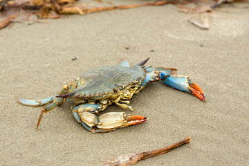 Blue Crab on a Louisiana Beach