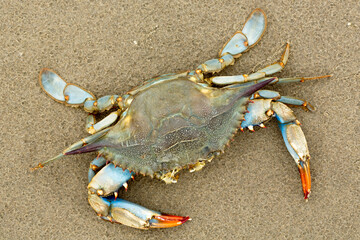 Blue Crab on a Louisiana Beach