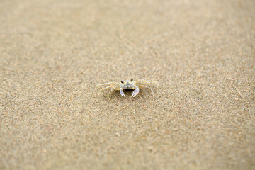 Fototapeta na wymiar sand crab on beach