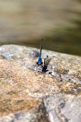 dragonfly on a rock