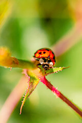 Crawling Ladybug on a Leaf