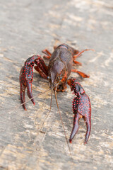 Live Crawfish Caught for Food