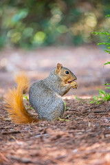 squirrel eating nut