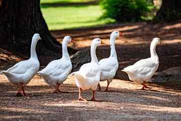 group of geese