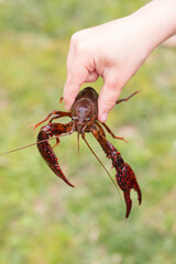 Live Crawfish Caught for Food