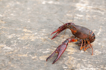 Live Crawfish Caught for Food