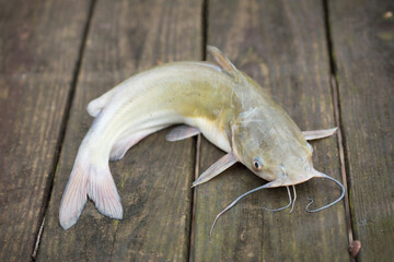 Freshwater Catfish caught in Louisiana Bayou