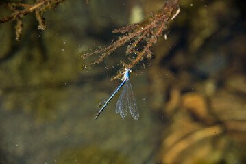 Obraz na płótnie Canvas dragonfly on a branch