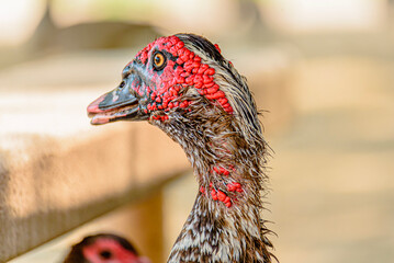 Closeup Portrait of a Bird