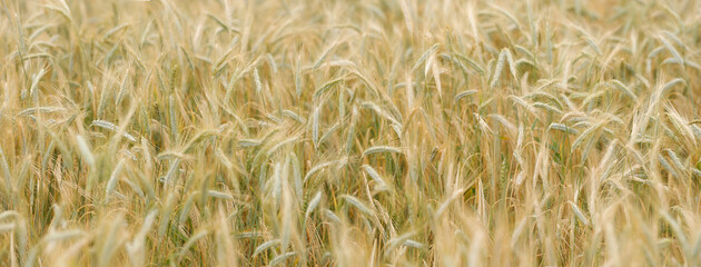 Golden panoramic wheat field with blurred backround
