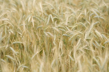 Spikes of ripe rye in sun close-up with soft focus