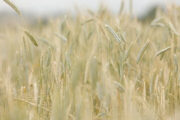 Ripe golden Wheat field closeup
