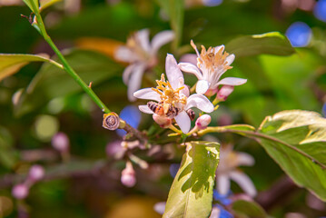 bee on flower