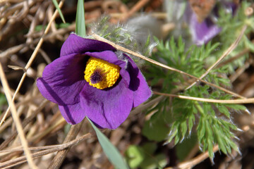 Lila Frühlingsblume