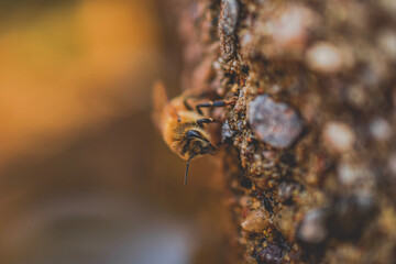Close up of a bee