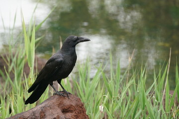 crow on a rock