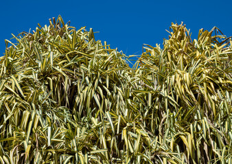 Thick Green and Yellow Hau Tree under Blue Sky.
