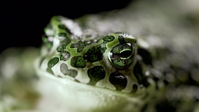Wild frog blinks eyes, stirs nostrils, macro. Gorgeous ground toad close-up, night shot. Natterjack breathing and looking at camera. Dark background.