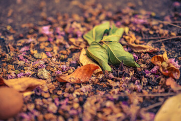 leaves on the ground