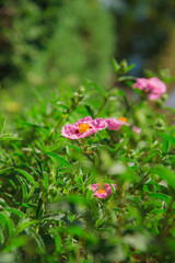 Pink Flowers and Green Leaves Background