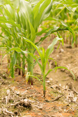 Corn Plants in a Louisiana Field