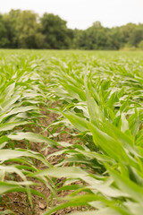 Corn Plants in a Louisiana Field