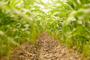 Corn Plants in a Louisiana Field