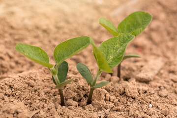 Soybean Seedlings Growing in a Louisiana Field