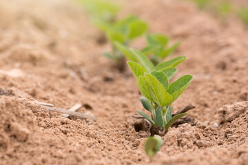Soybean Seedlings Growing in a Louisiana Field