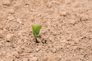 Soybean Seedlings Growing in a Louisiana Field